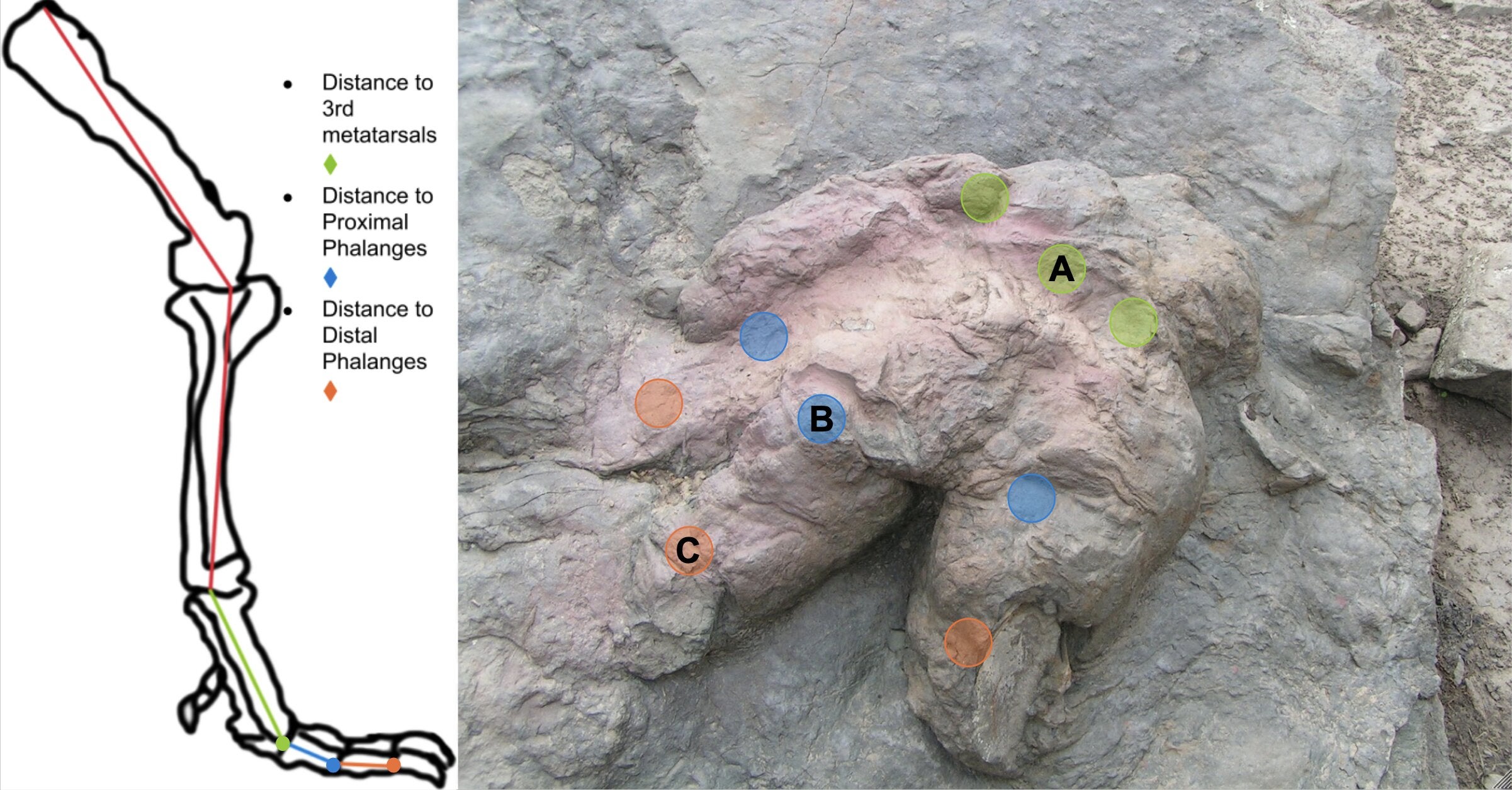 Measurements of a T. rex leg including leg length remaining in articulation with the acetabulum, distance to the third metatarsals, proximal phalanges and distal phalanges of digits I, II and III.