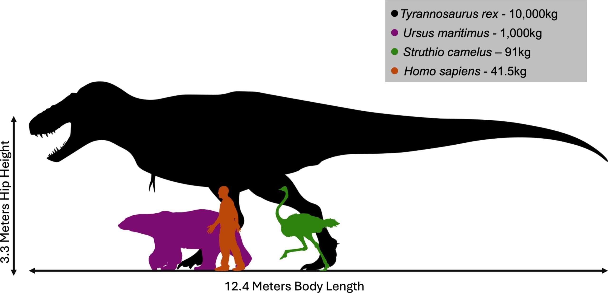 Size comparison between T. rex and several extant terrestrial vertebrates.