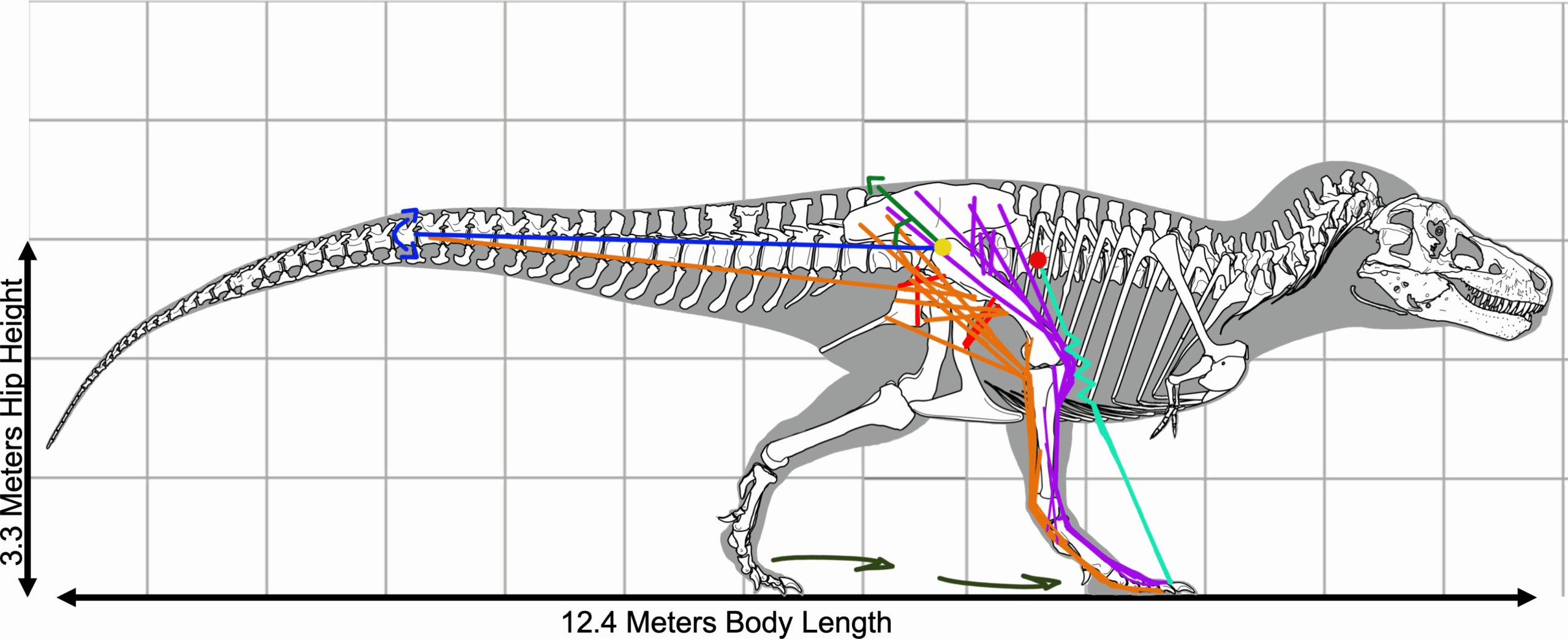 Visual representation of some of the key aspects of future models of Tyrannosaurus locomotion, including an oscillating, dynamic tail, alongside a more bird-like foot function and up-to-date muscle distribution.