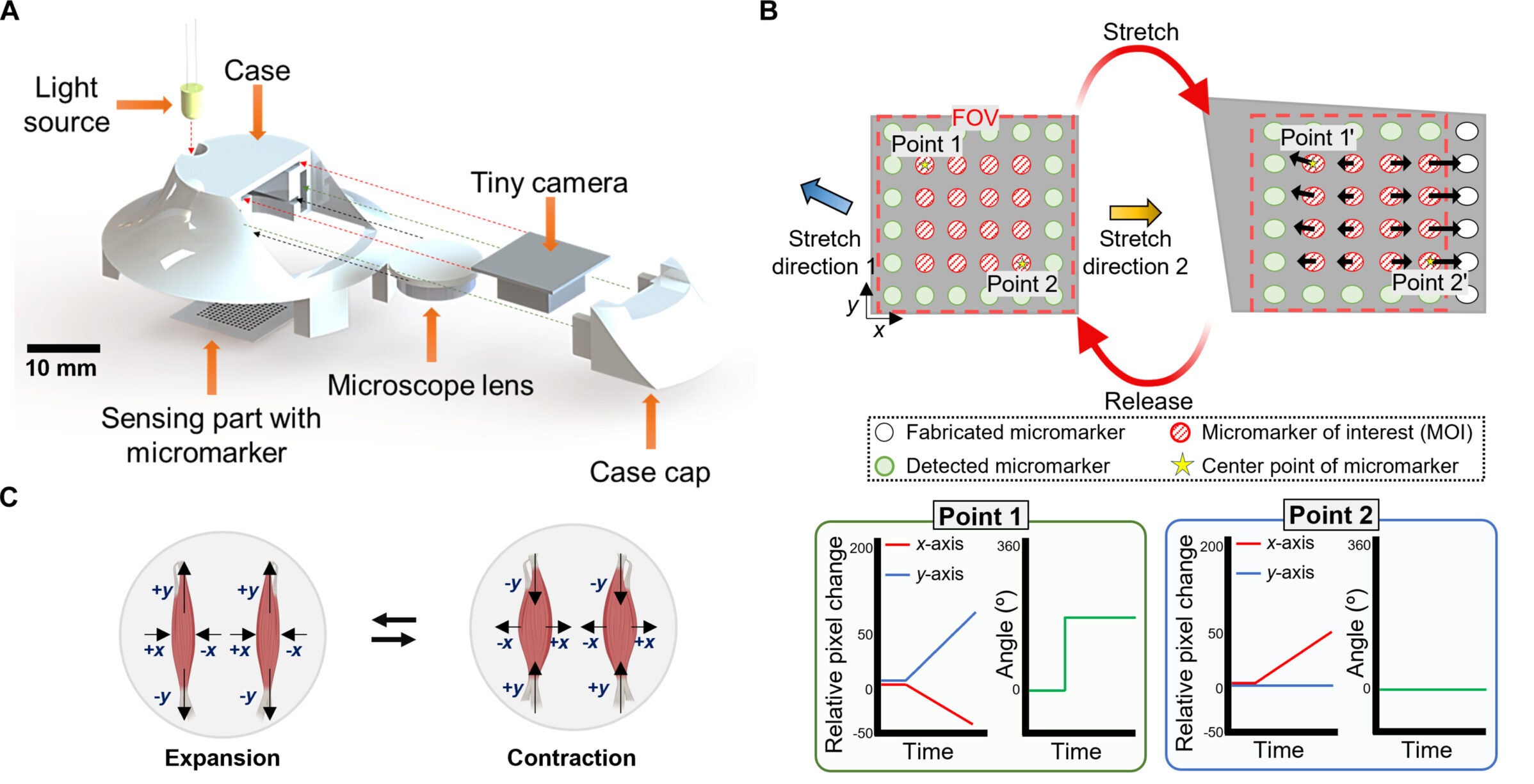 Design, mechanism, and mechanical characteristics of the CVOS sensor. (A) Design and configuration of the CVOS sensor. (B) Multiaxial strain map detection mechanism and corresponding micromarker movement patterns in multiaxial strain directions. (C) Multiaxial strain map during the expansion and contraction phases of throat muscle movement.