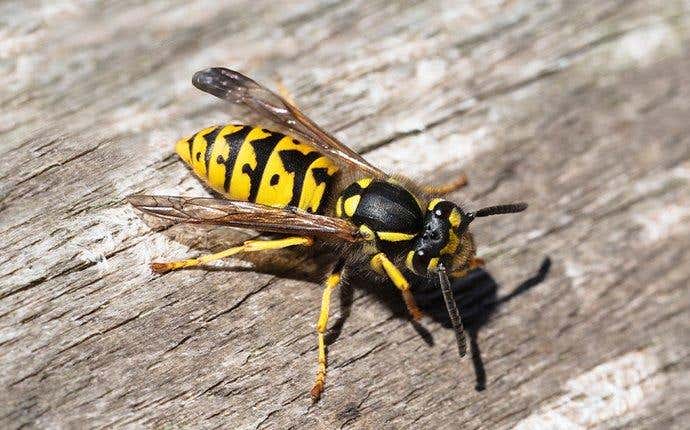 Warmer springs make bees and wasps emerge earlier, but many lose crucial body mass before adulthood.