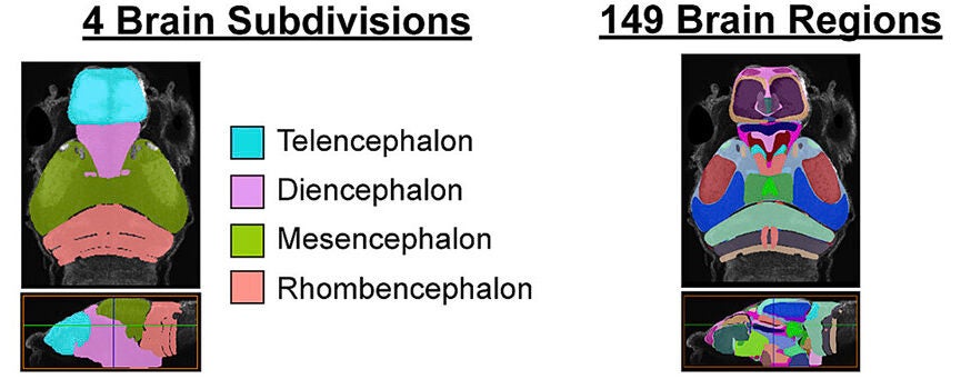 The four-region and 149-region zebrafish brain atlases