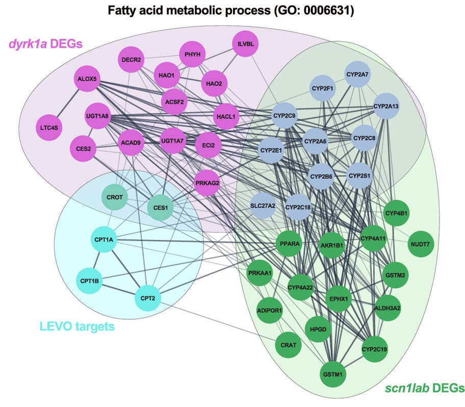 Rescued DEGs in scn1labΔ44/Δ44 (green) and dyrk1aaΔ77/Δ77dyrk1abΔ8/Δ8 (magenta) mutants and LEVO targets (cyan) in the fatty acid metabolic process pathway (GO: 0006631), visualized using Cytoscape
