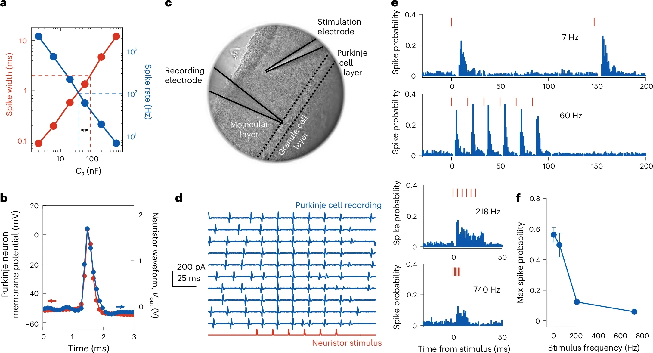 Physiologically relevant spike characteristics and in vitro cell stimulation.
