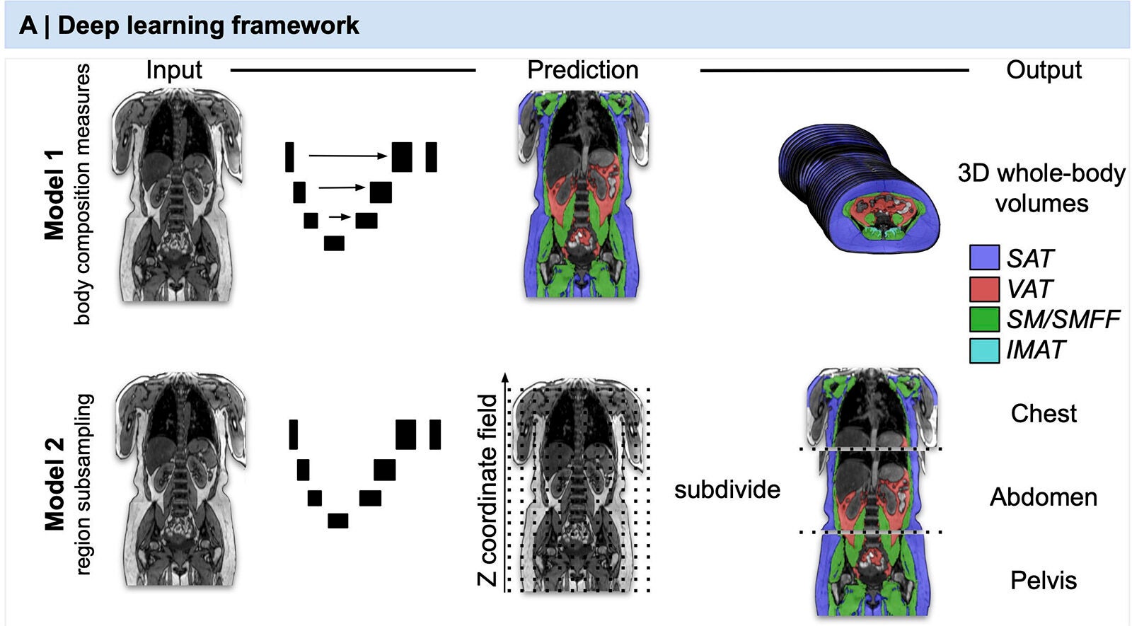The fully automated deep learning framework was developed to estimate body composition (BC) (defined as subcutaneous adipose tissue [SAT] in liters; visceral adipose tissue [VAT] in liters; skeletal muscle [SM] in liters; SM fat fraction [SMFF] as a percentage; and intramuscular adipose tissue [IMAT] in deciliters) from MRI.