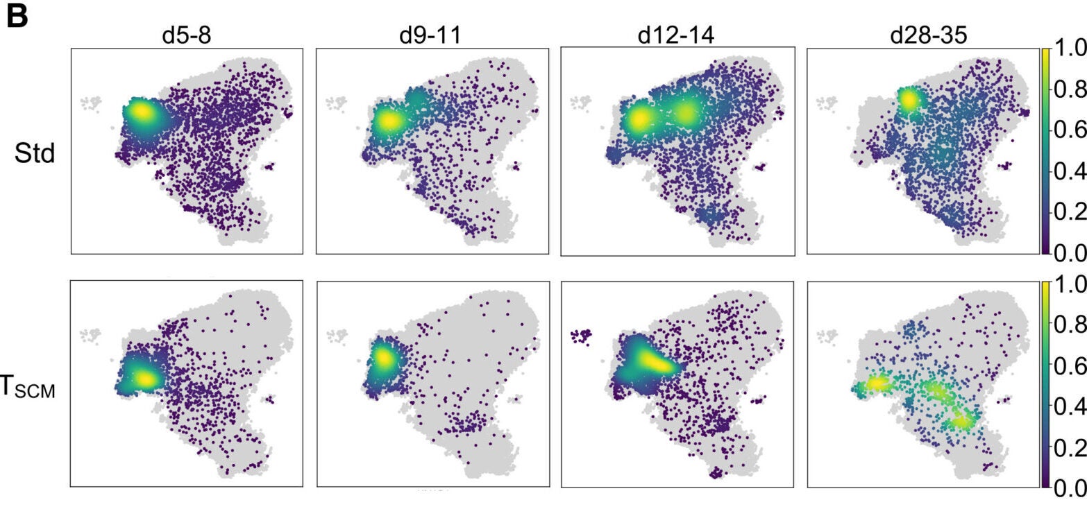 Density plot representing the cluster dynamics of CD8+CAR+ T cells over time along the pseudotime trajectory