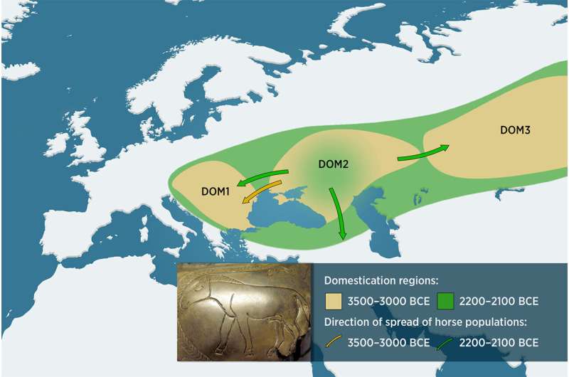 Archaeological, osteo-zoological and ancient DNA evidence reveals that three distinct horse populations – DOM1, DOM2, and DOM3 – once ranged from western Siberia to Central Europe.