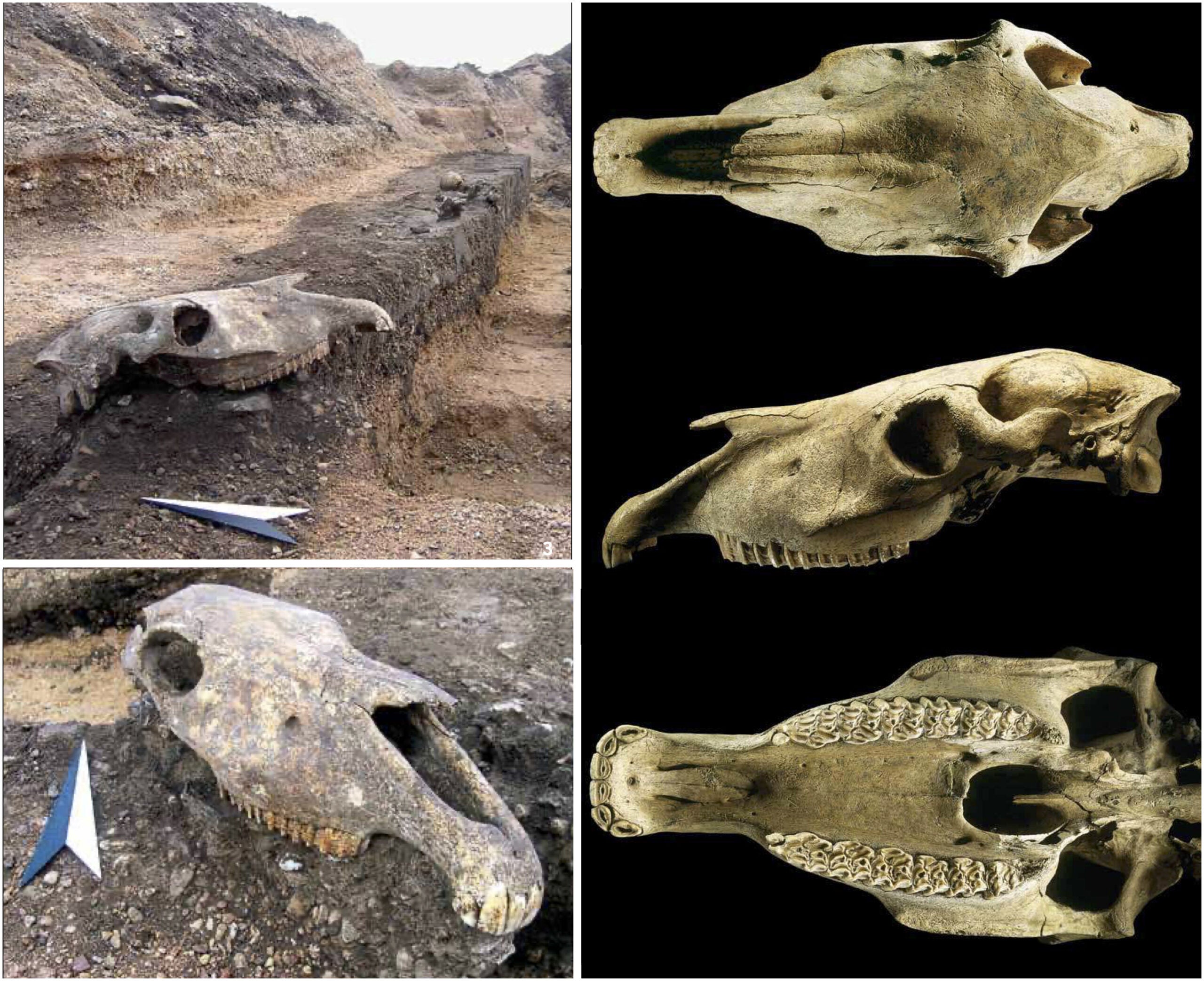 The skull of the Salzmünde tobiano horse, Germany.