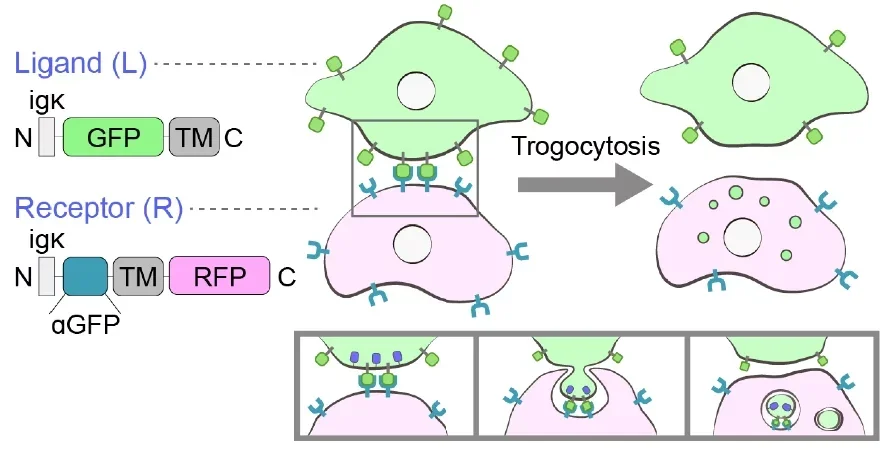 Schematic illustration of ligand (L) and receptor (R) constructs inducing SynTrogo (SynT) via ligand–receptor interactions.