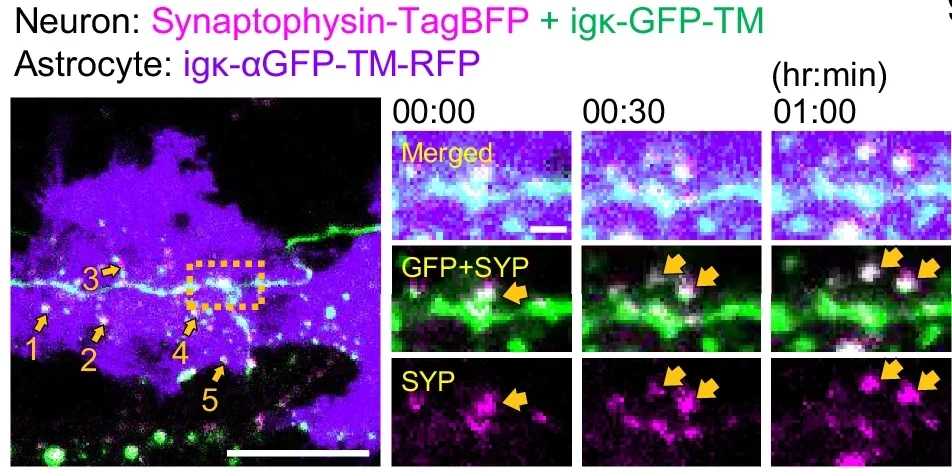 Synaptophysin (SYP)-TagBFP or g TagBFP with receptor-expressing astrocytes under SynTrogo conditions.