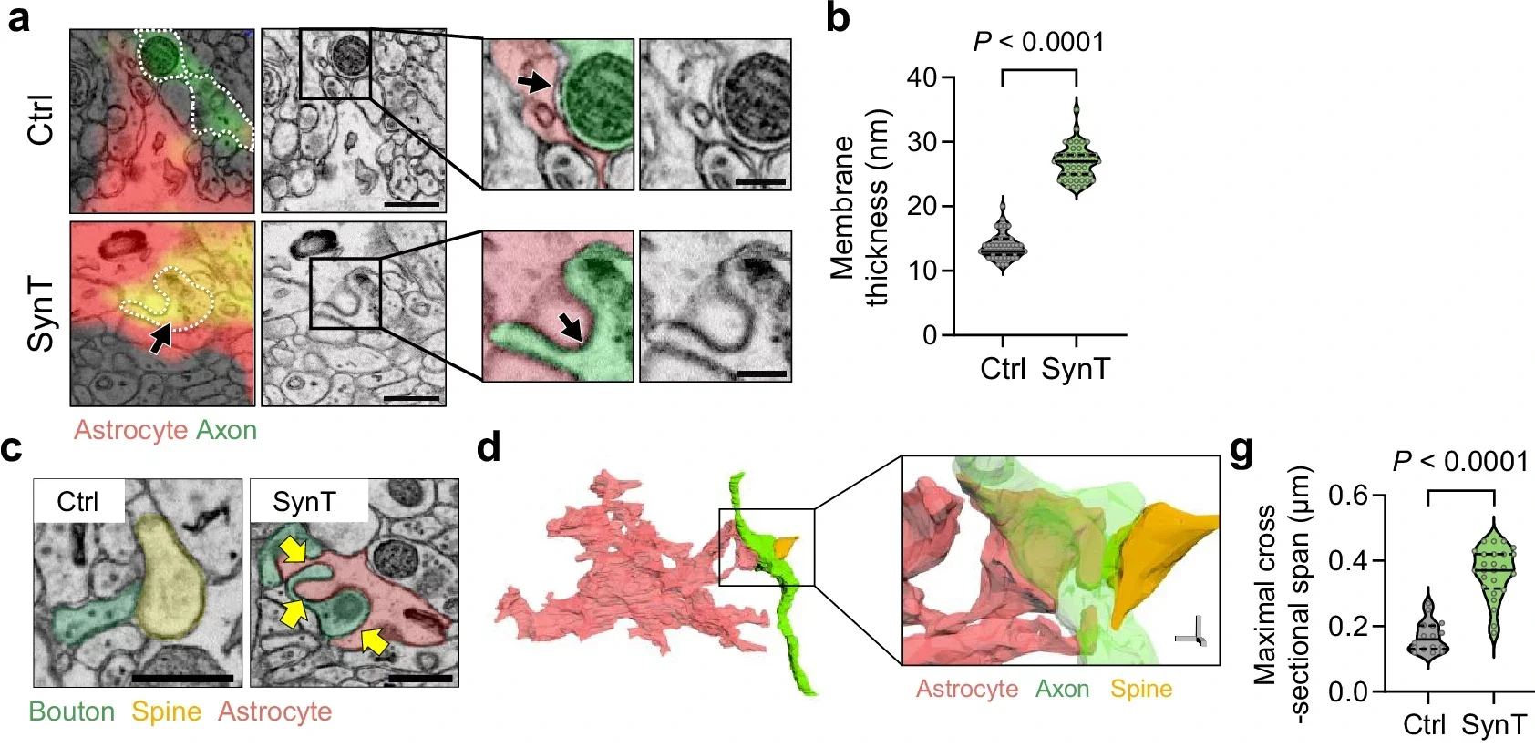 Ultrastructural features of neuron-astrocyte contact regions under SynTrogo.