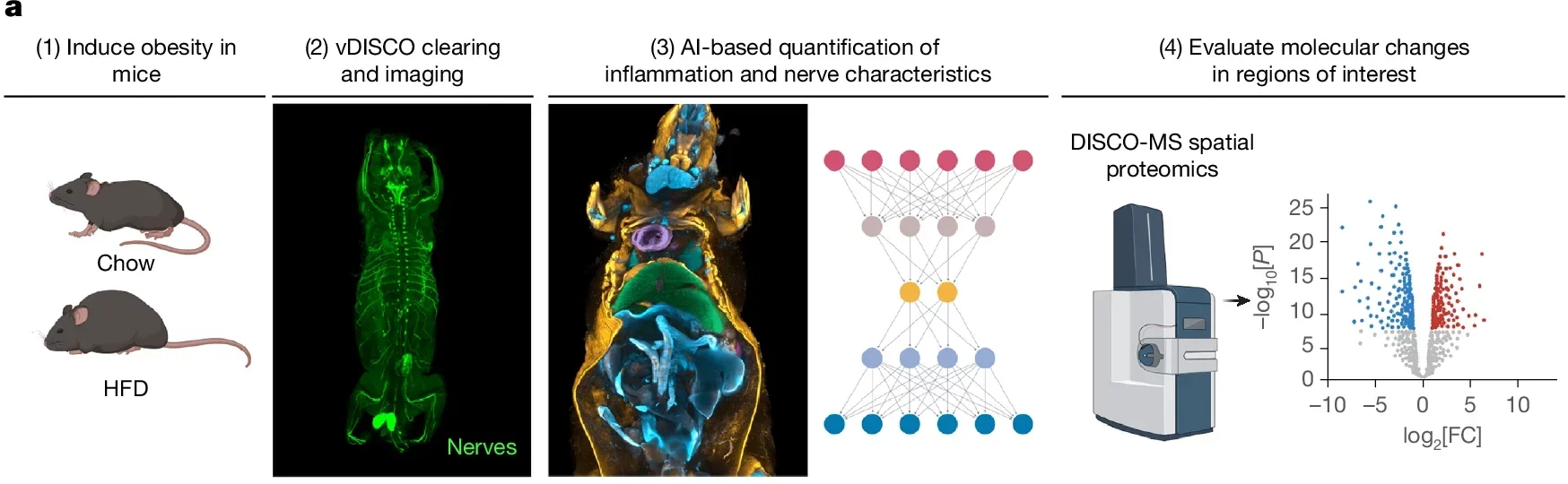 Direct visualization of nerves and macrophages in obesity at the whole-body scale.