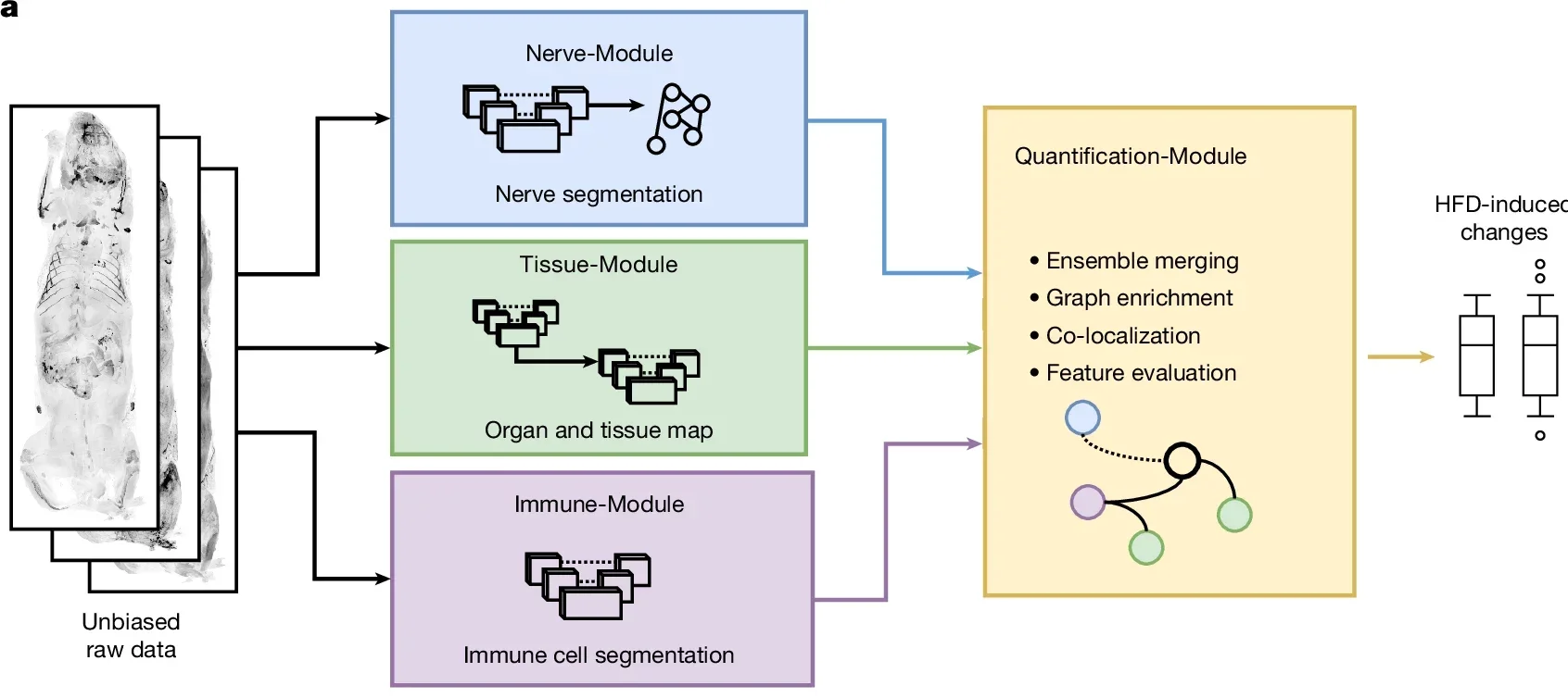  Mice that underwent vDISCO clearing, light-sheet imaging and 3D reconstruction were analysed using MouseMapper. 