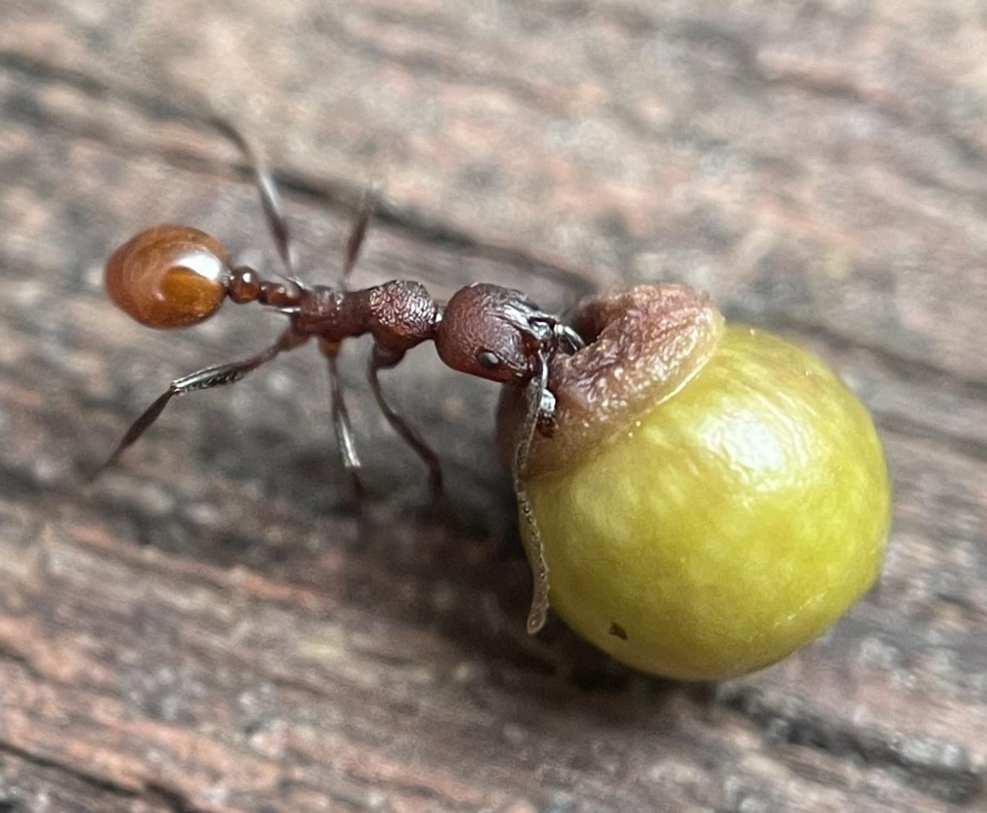 An ant holds an oak gall containing wasp larvae. Researchers discovered an elaborate relationship among ants, wasps and oak trees.
