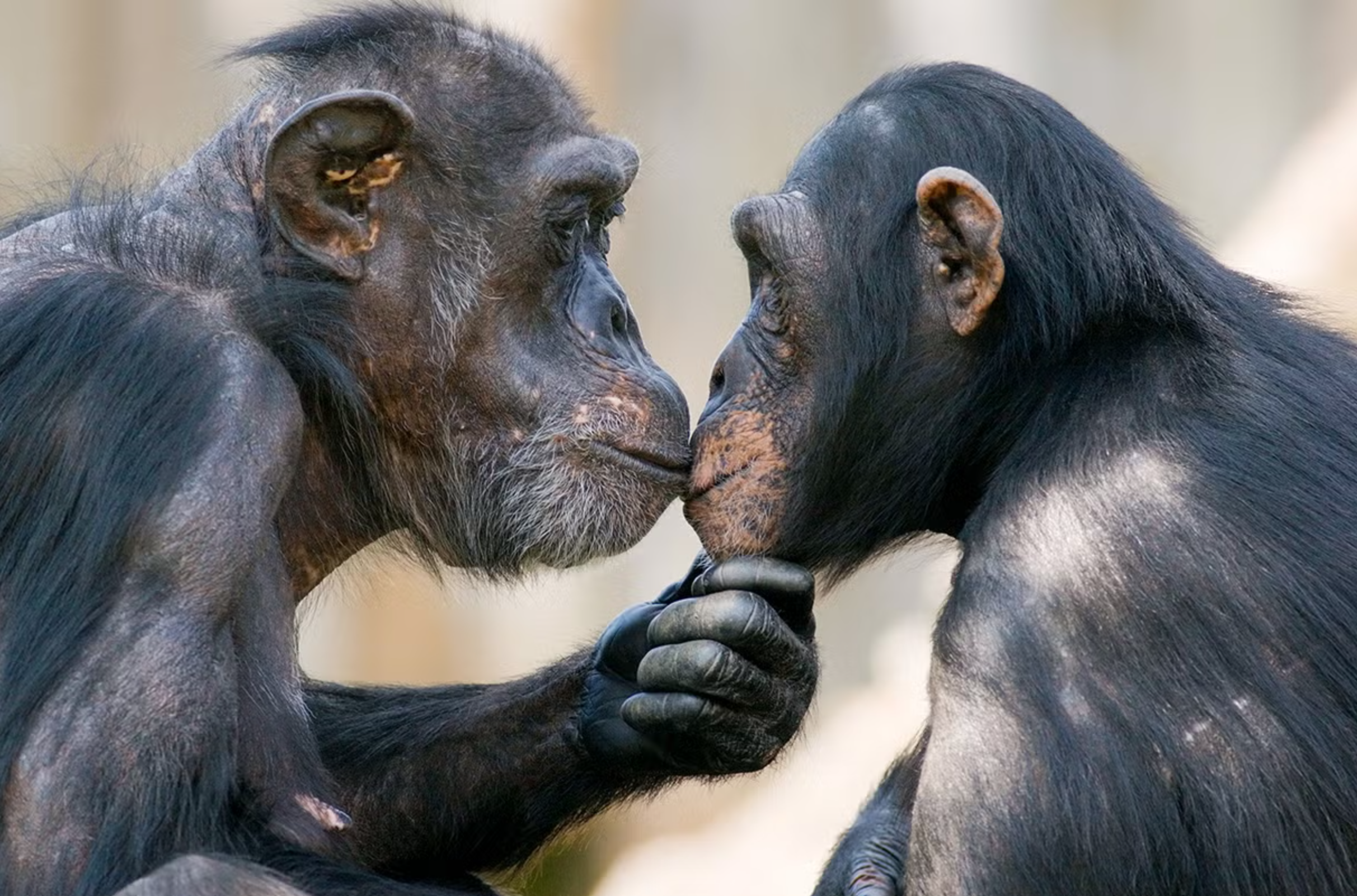 A new study suggests that kissing emerged more than 21 million years ago among early apes and likely appeared in Neanderthals as well. 