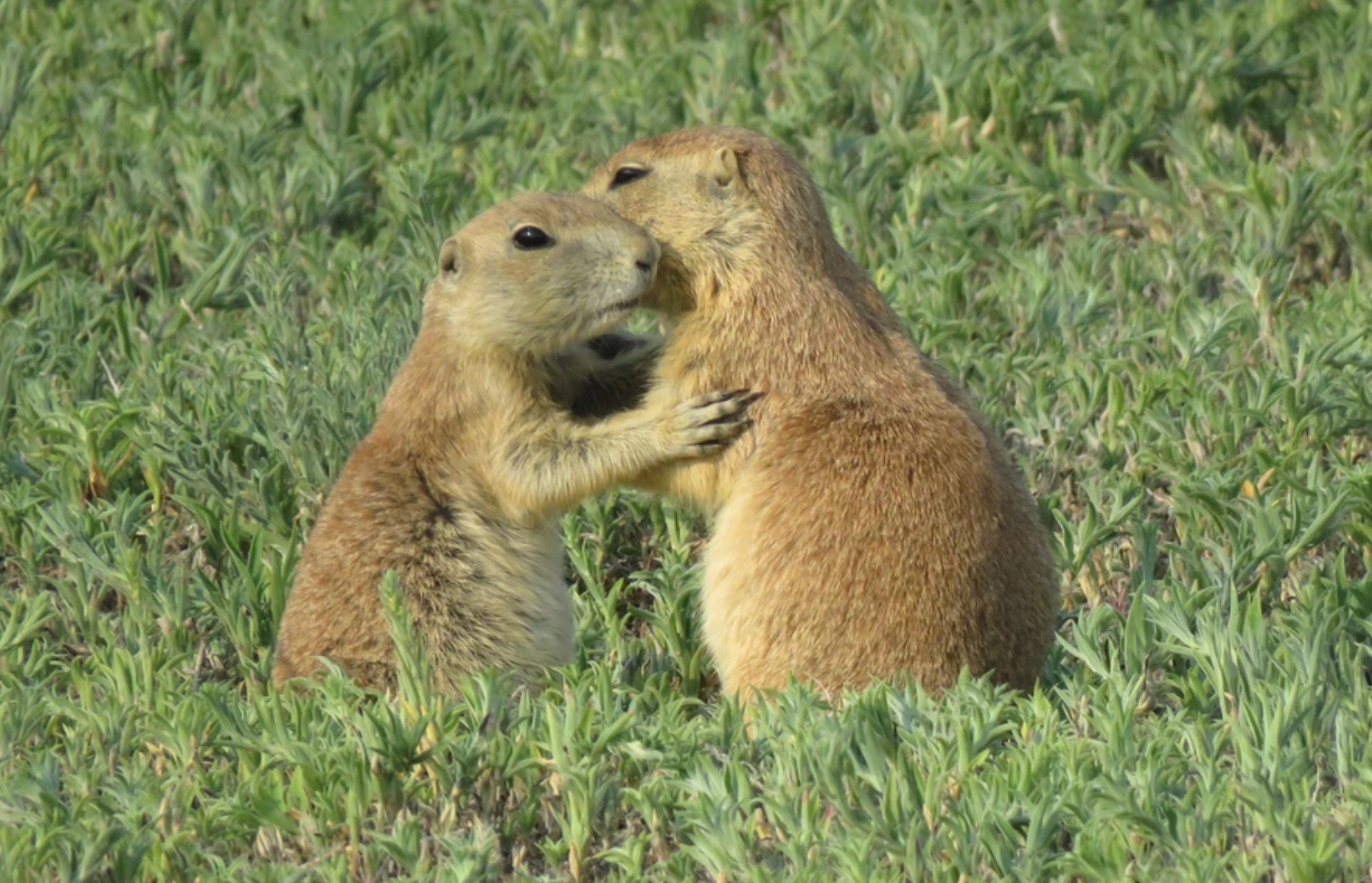 When two prairie dogs meet, they may press their mouths together, sometimes touching tongues or teeth. 