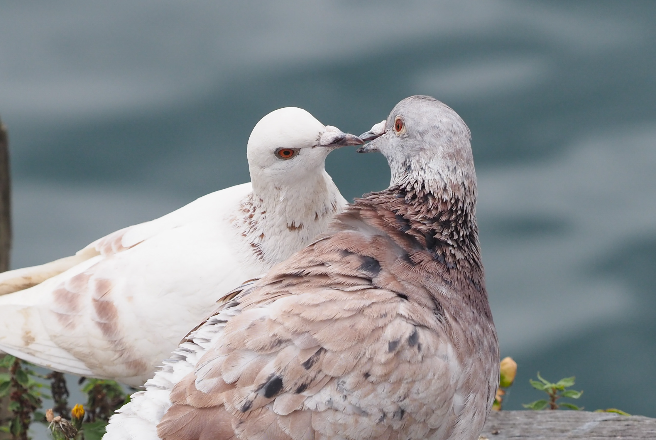 In many bird species, partners touch, clasp, or rub beaks in behavior known as billing.