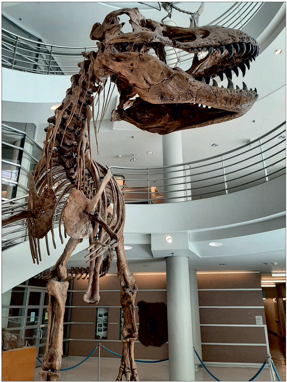 The mounted skeleton of Tyrannosaurus rex Osborn, 1905, in the atrium of the Valley Life Sciences Building at the University of California, Berkeley based mainly on the relatively complete skeleton in the Museum of the Rockies (MOR 555), collected from the latest Cretaceous Hell Creek Formation of Montana, USA. 
