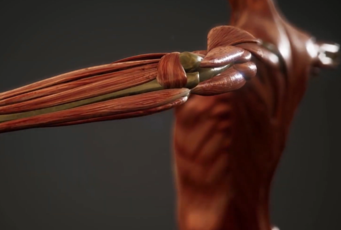 Harvard engineers created 3D-printed artificial muscles that bend, twist, grip, and reshape when heated.