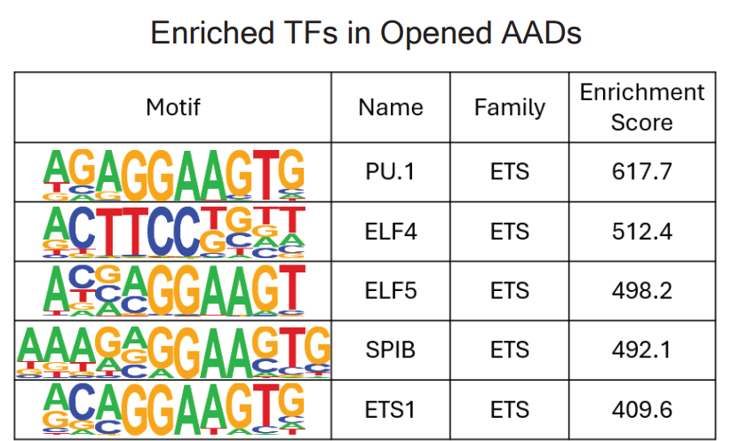 SIRT6 ameliorates aging-dependent decrease in LETFs and ETS elevation.