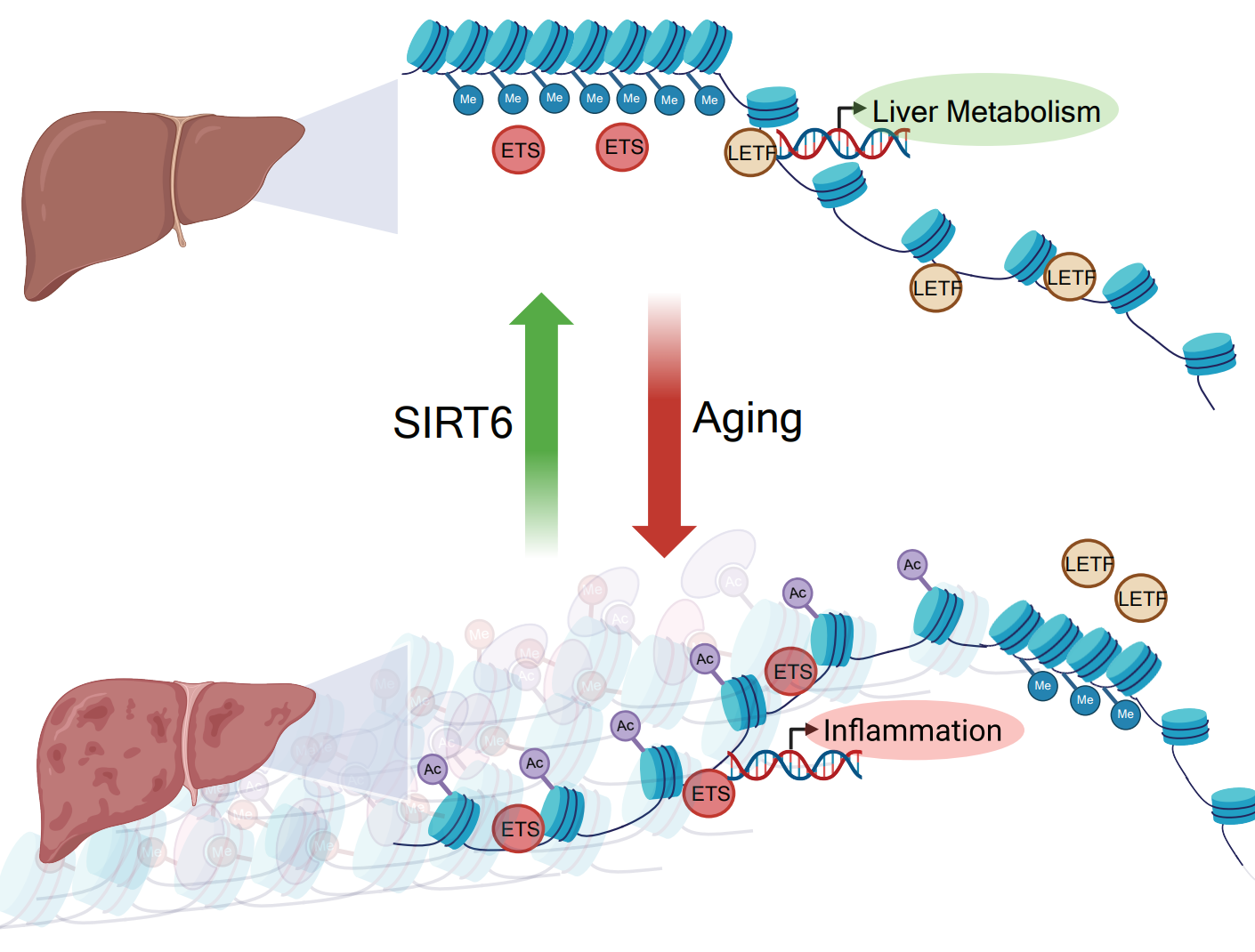 SIRT6 improves liver function in old age through maintenance of young-like chromatin.