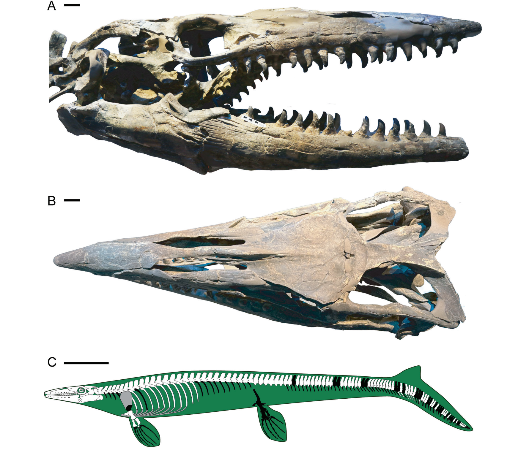 The holotype of Tylosaurus rex, PMNS 8029. A, photograph of the skull in right lateral view; B, photograph of the skull in dorsal view; and C, a line drawing showing the bones present in the holotype specimen in white (black represents missing bones, and gray represents cartilaginous elements that are not preserved).