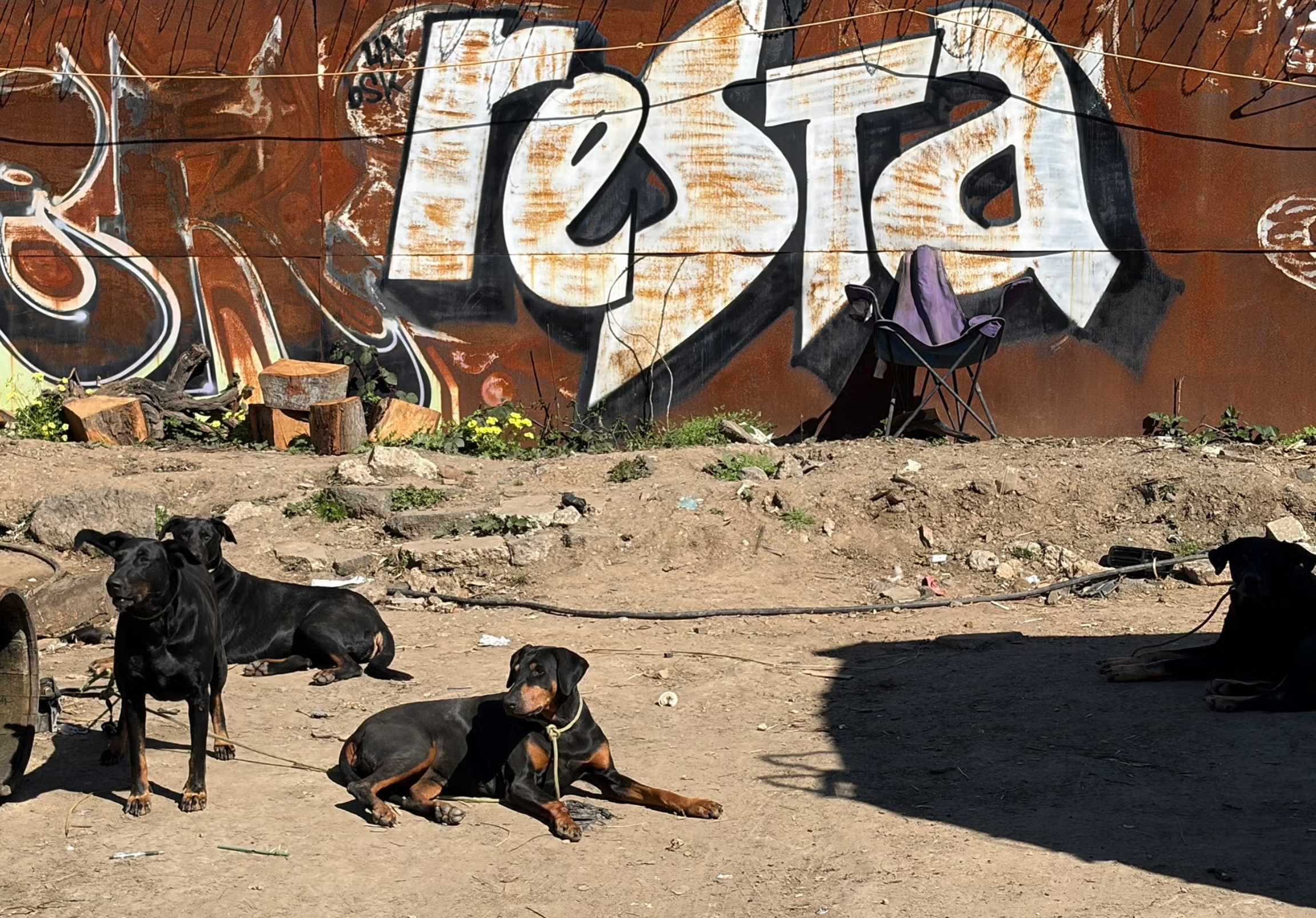 Leptospirosis is a bacterial disease that can cause severe illness in dogs, including acute kidney injury. These three doberman pinscher dogs were among other dogs at a homeless encampment in Oakland. Without vaccinations, they could be at risk of leptospirosis.