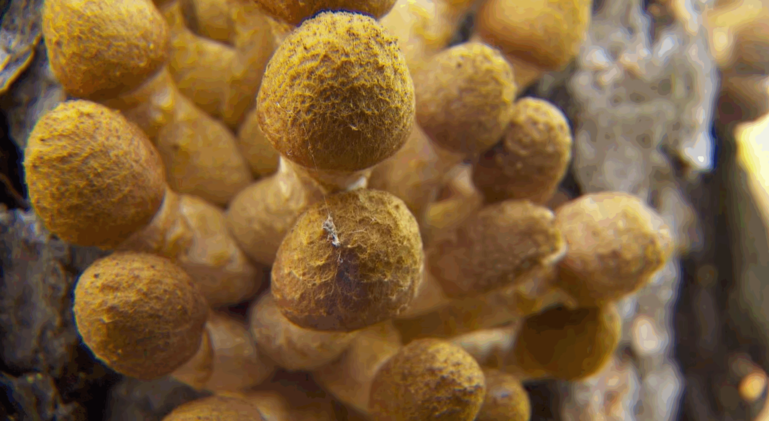 For only a few weeks in the fall, the fungus grows visible fruit. It's from these golden caps where the honey mushroom gets its name.