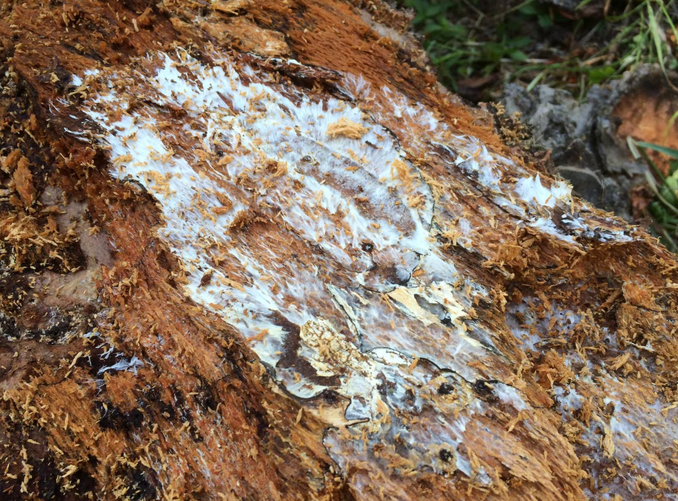 The fungus grows under the bark of trees.