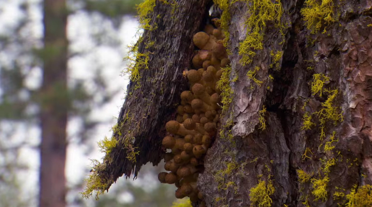 When it fruits in the fall, the fungus can shove several layers of bark out of the way. 
