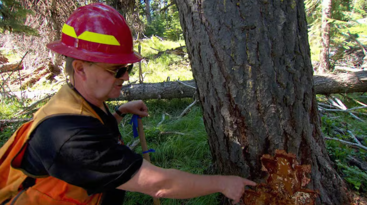US Forest Service pathologist Greg Filip shows how the Armillaria fungus grows up the trunk under the bark of the tree.