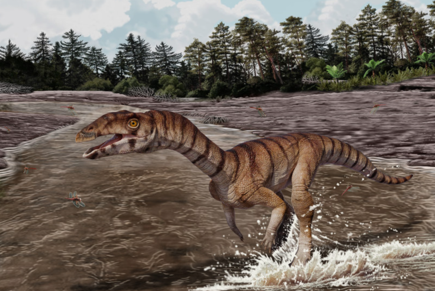 Reconstruction of Labrujasuchus expectatus, a new species of Shuvosauridae from Late Triassic rocks of Ghost Ranch, New Mexico.