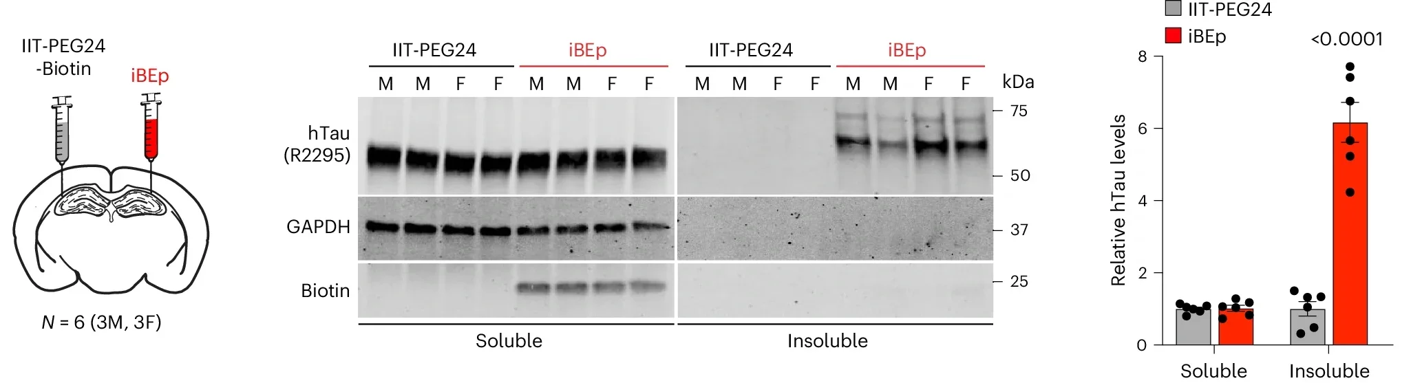 Neuroproteasome inhibition drives formation of endogenous tau PHFs in vivo.