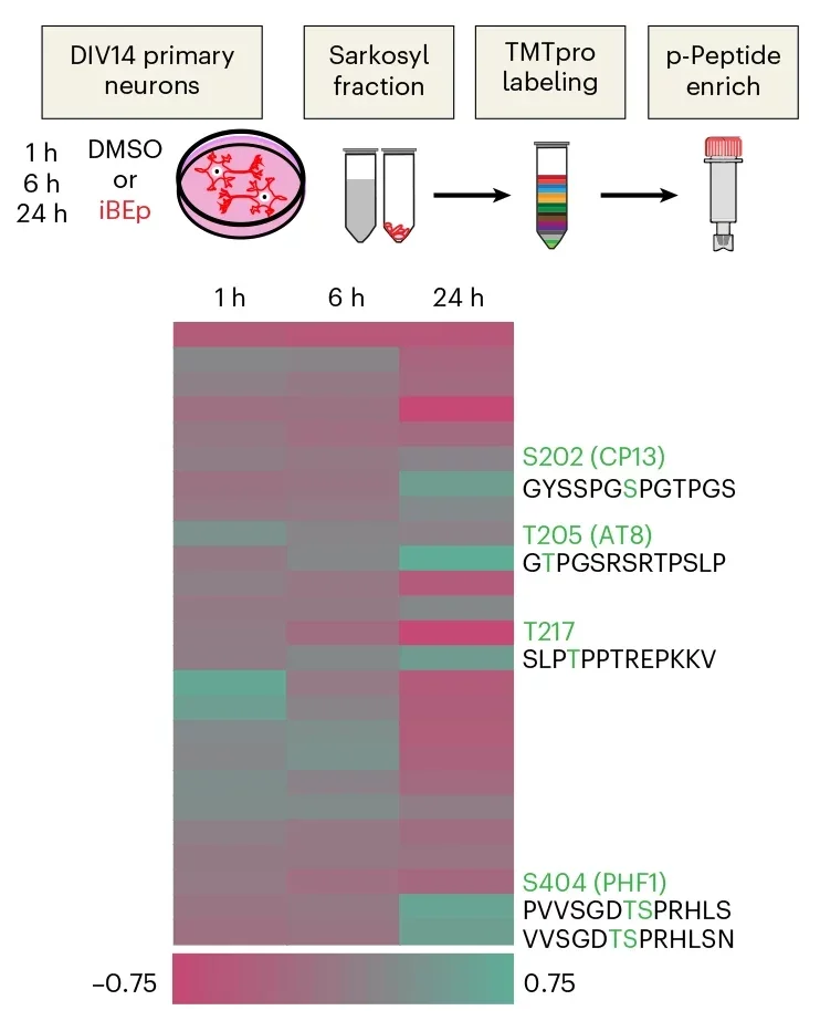Top, Schematic of experimental setup for phosphoproteomics. Bottom, Quantitative phosphoproteomics from primary WT neurons treated with iBEp.