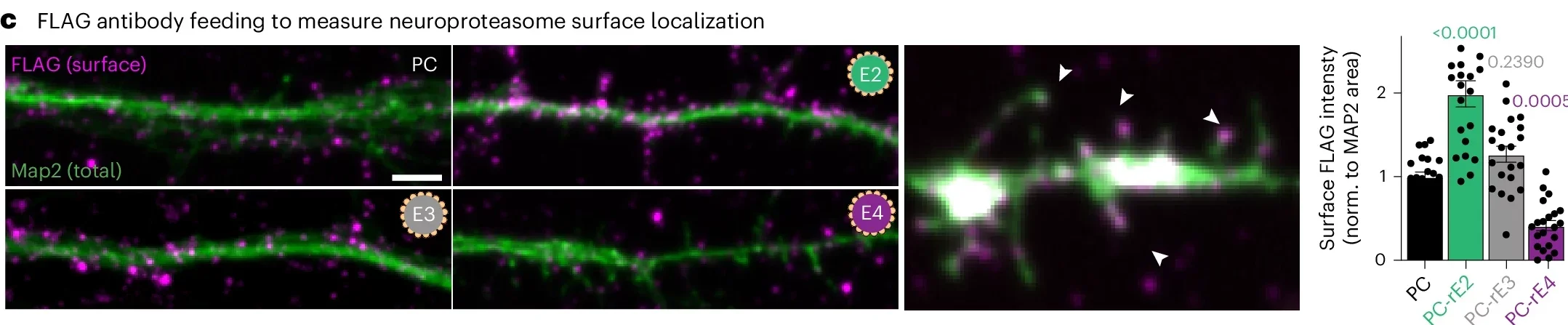 Neurons fed live with anti-FLAG antibodies (magenta) and subsequently stained with MAP2 (green).