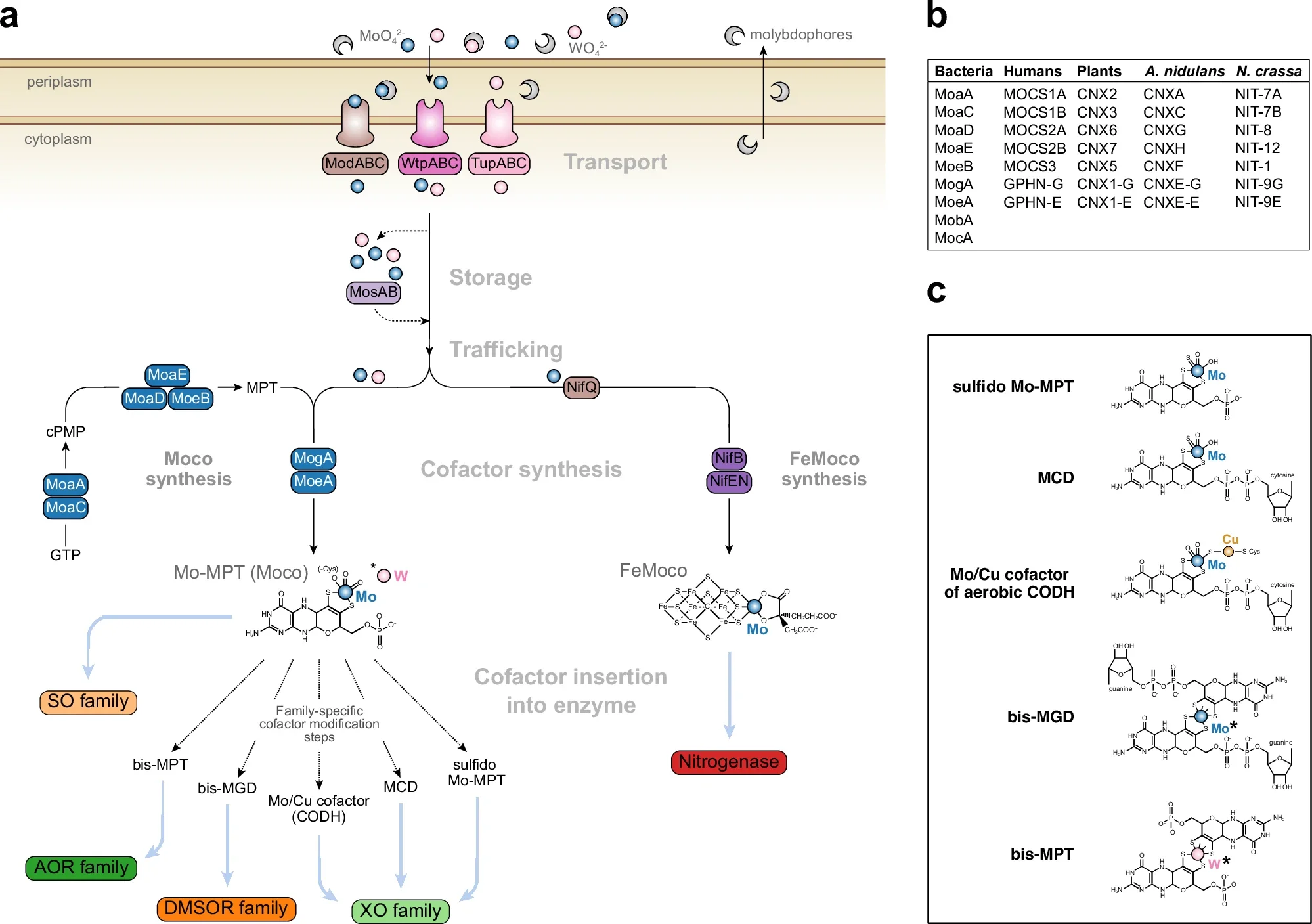 Full schematic of biological Mo-/W-uptake, trafficking and incorporation into selected molybdo-/tungsto-enzymes.