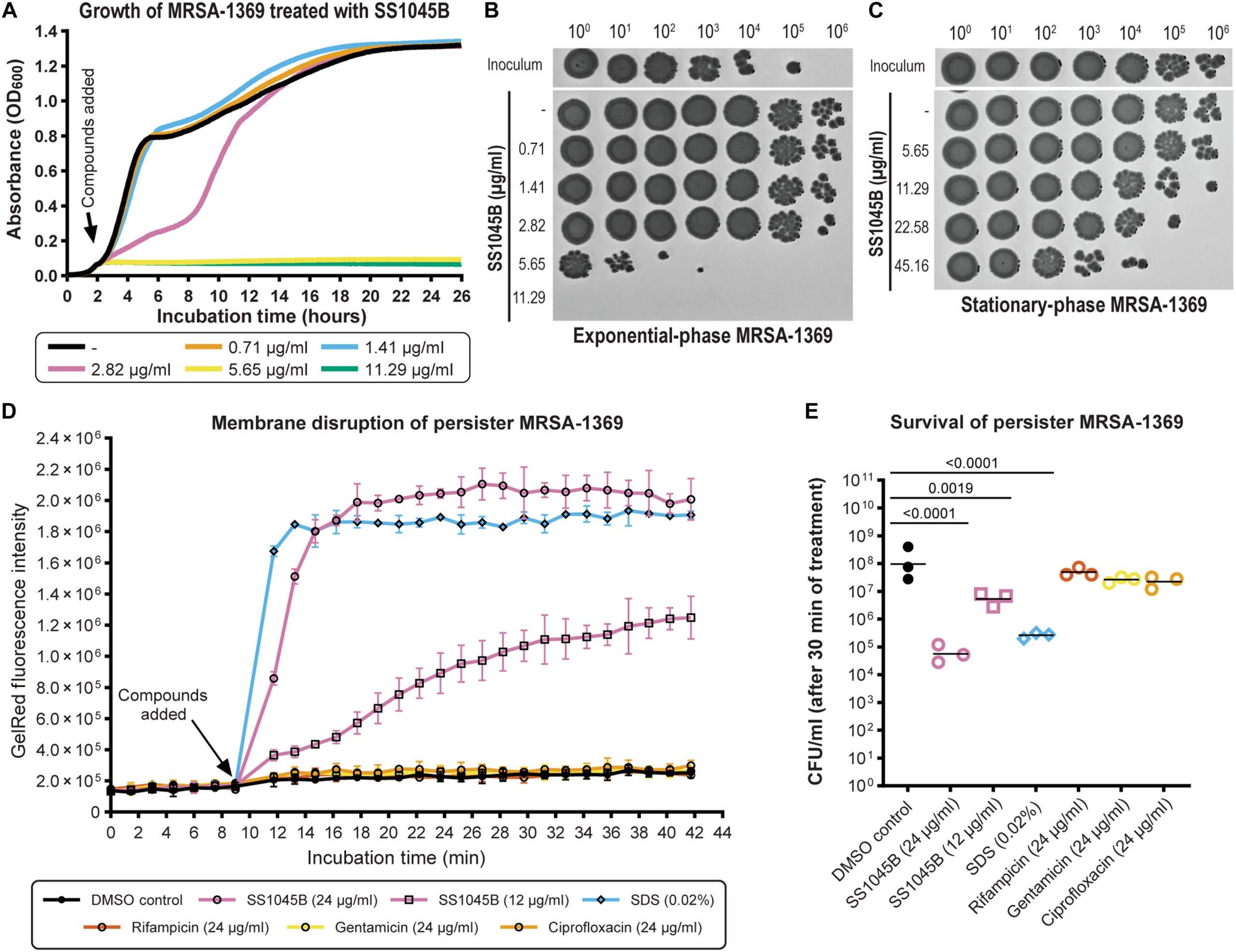 SS1045B causes membrane disruption and kills exponential, stationary, and persister MRSA-1369 cells.