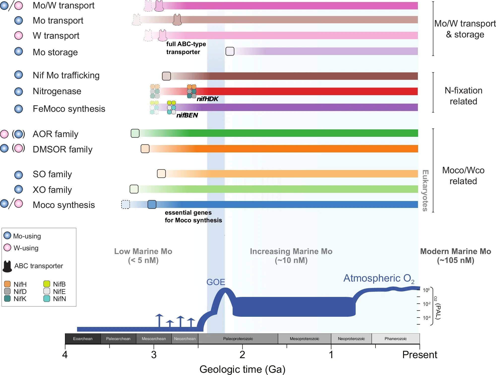 Evolutionary synthesis model for “building” of biological Mo/W-utilization across Earth history.