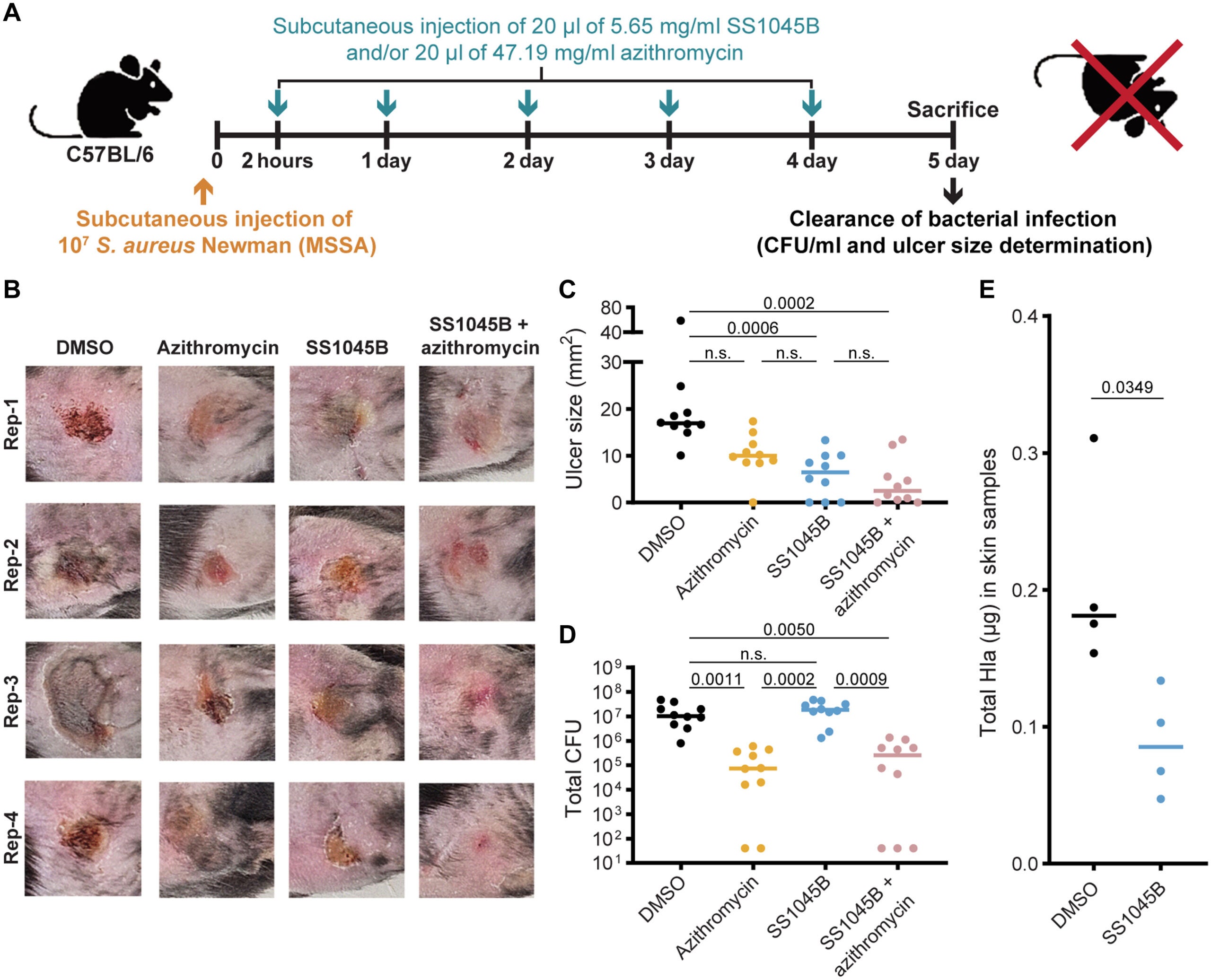Treatment with SS1045B greatly reduces ulcer size in S. aureus murine SSTI model.