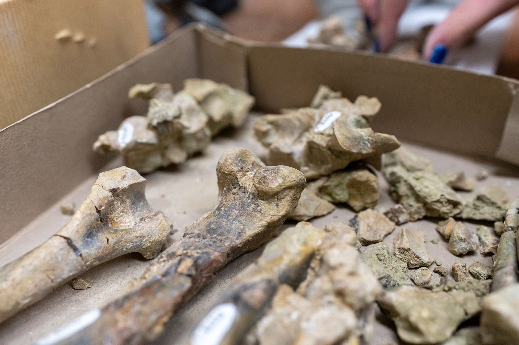 Bones used for DNA extraction. 