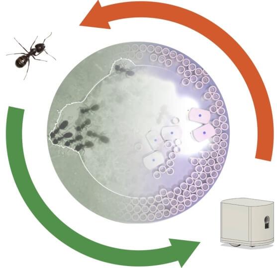 An illustration of how the collective, decentralized behavior of ants has inspired experiments with cooperative robots that can complete tasks without central control. 
