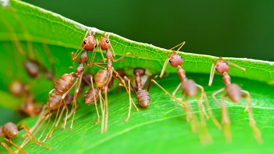 Ants can provide diverse models to understand why brains may increase or decrease in size due to social life.