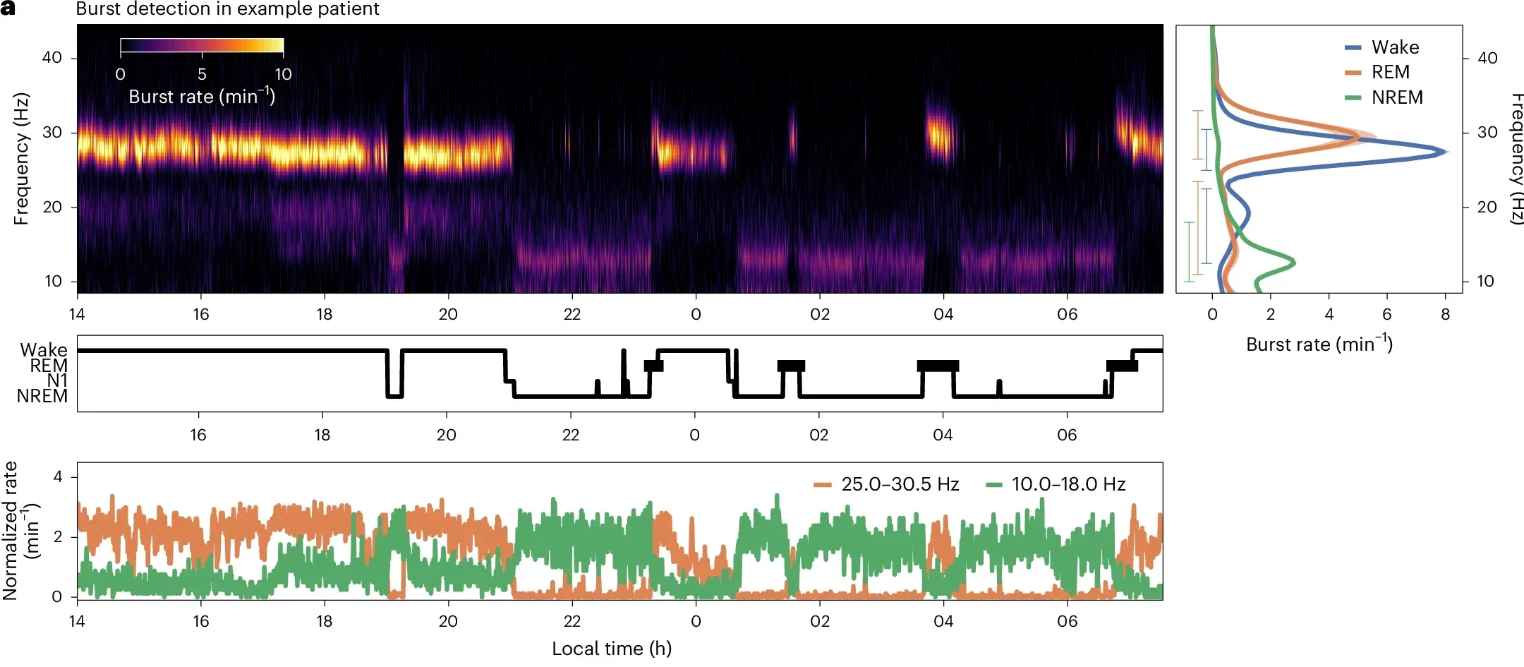 Thalamic oscillatory activity distinguishes natural brain states.