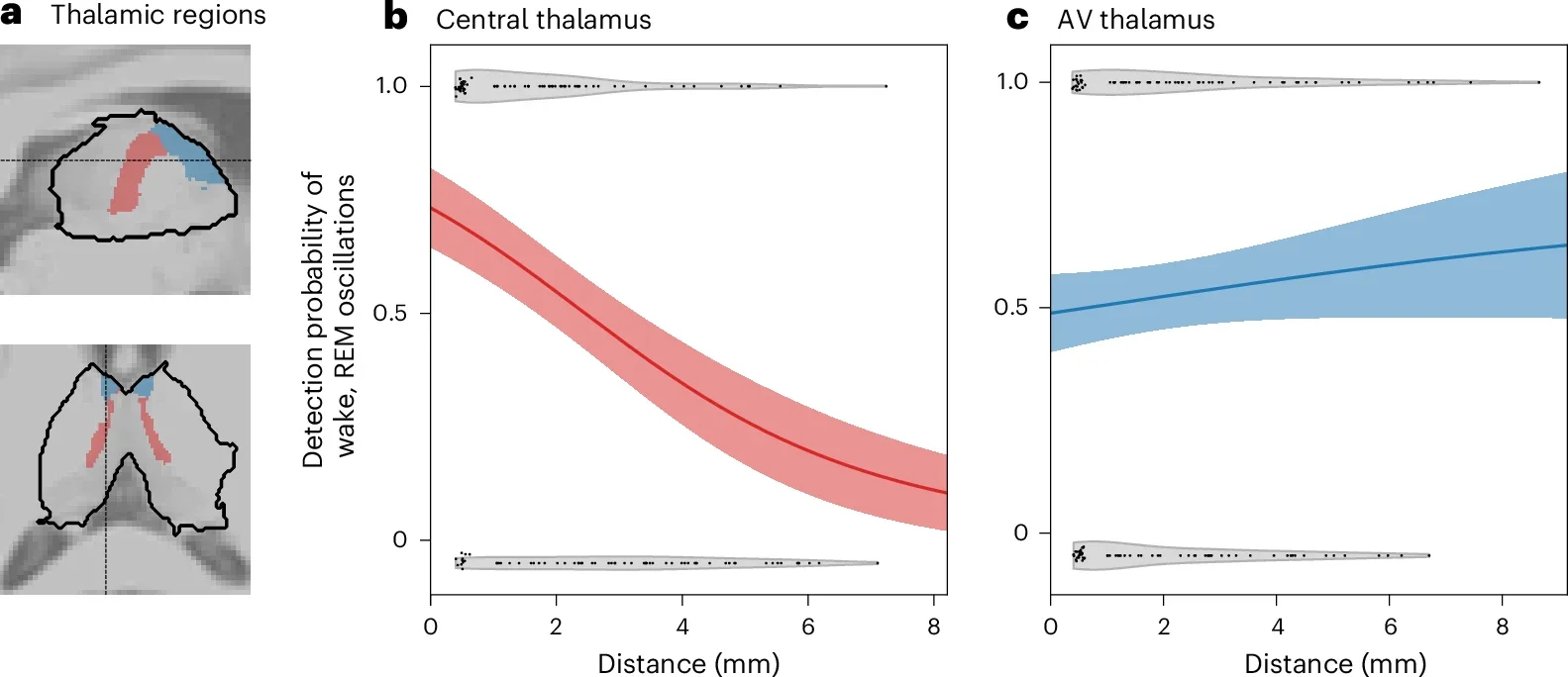 Central thalamus proximity predicts the detection probability of the wake- and REM-sleep-specific oscillations.