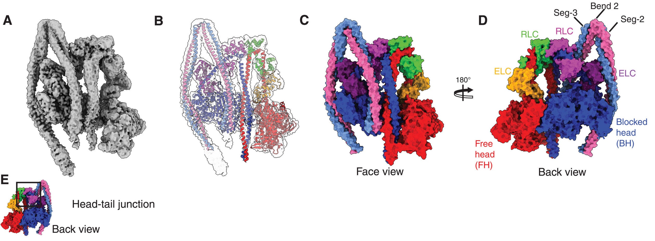 Structure of the interacting head region of shutdown NM2A and contributions of the free head RLC to the shutdown state.