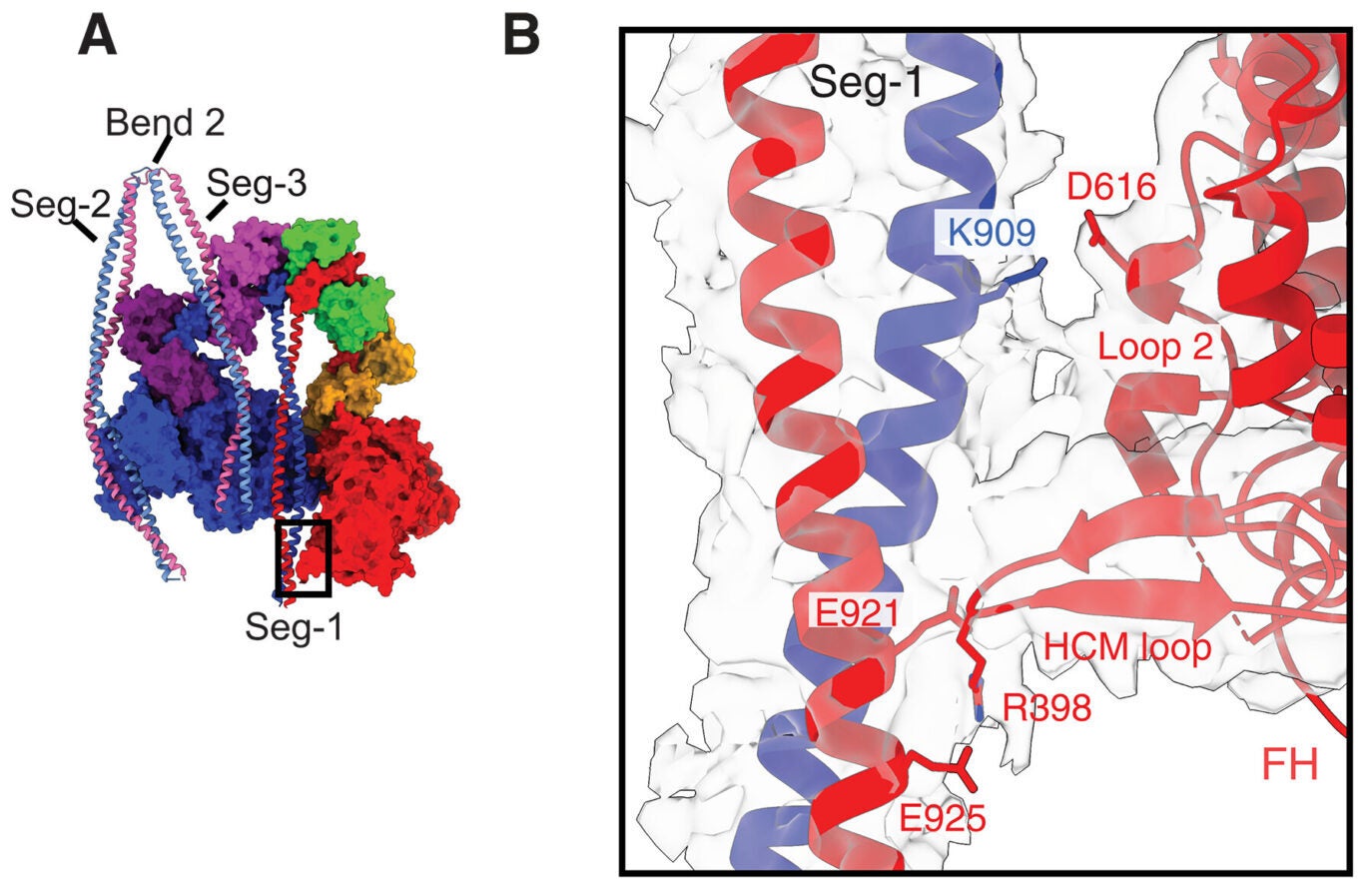 Interactions of Segs-1 and -2 with the motor domain and Segs-1 and -3 with each other.
