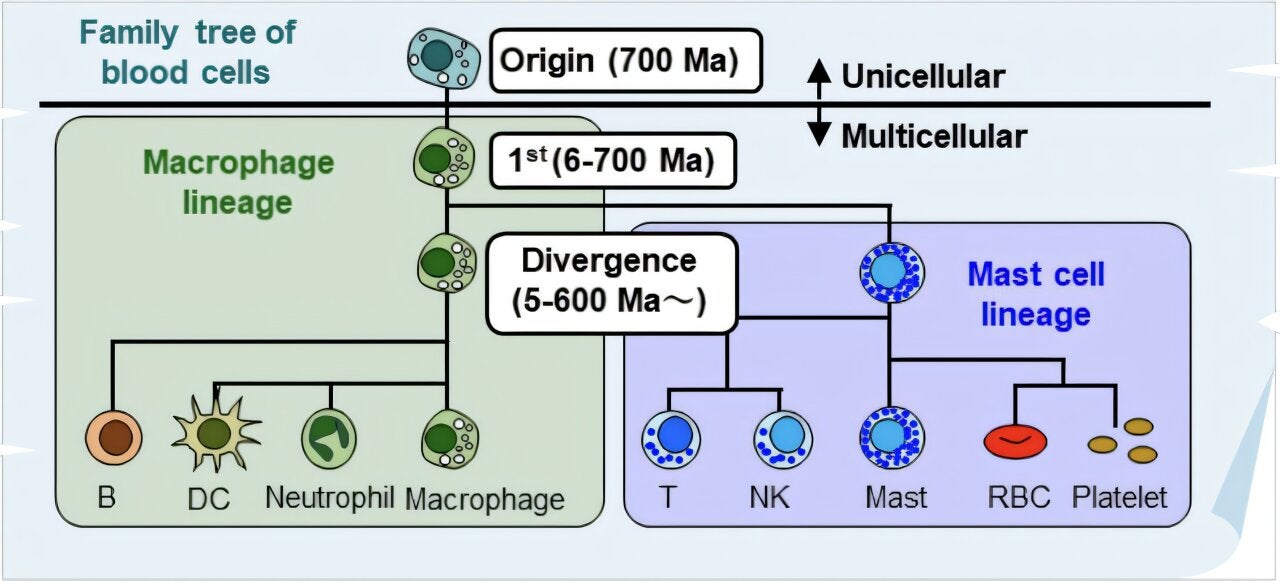 The origin of blood cells can be traced back approximately 700 million years to when human ancestors were single-celled organisms. When these ancestors evolved into multicellular organisms (animals), macrophages emerged as the first blood cells. Over the course of subsequent evolution, various blood cells, such as mast cells, diversified. 