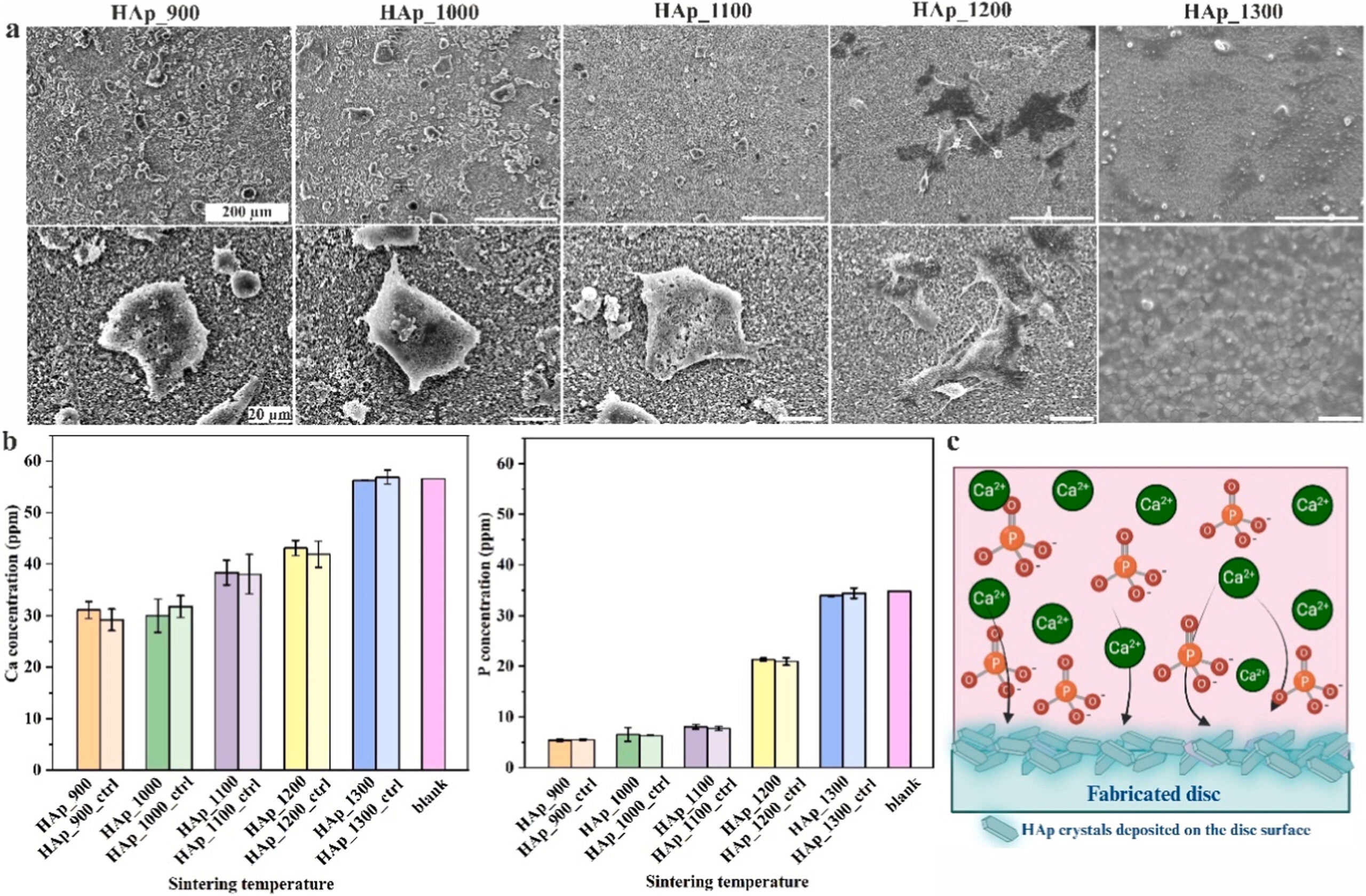 Osteoclast attachment (n = 3, error bars represent SD) on the HAp discs sintered at indicated temperatures observed by SEM.