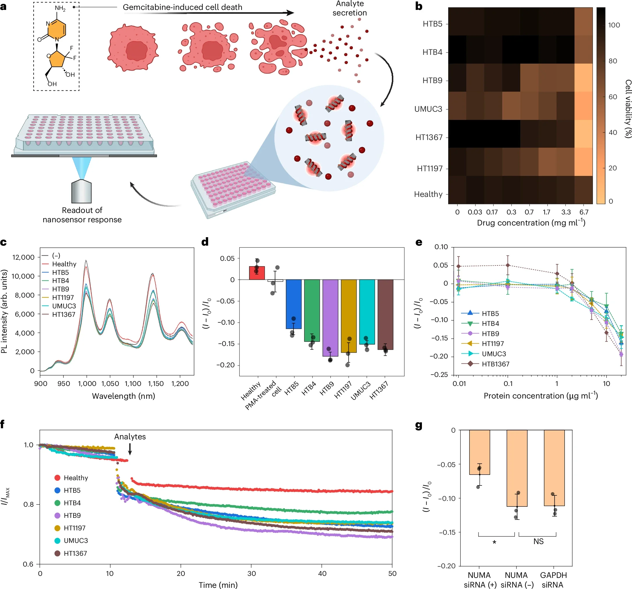 Detection of lysates from bladder cancer cells.