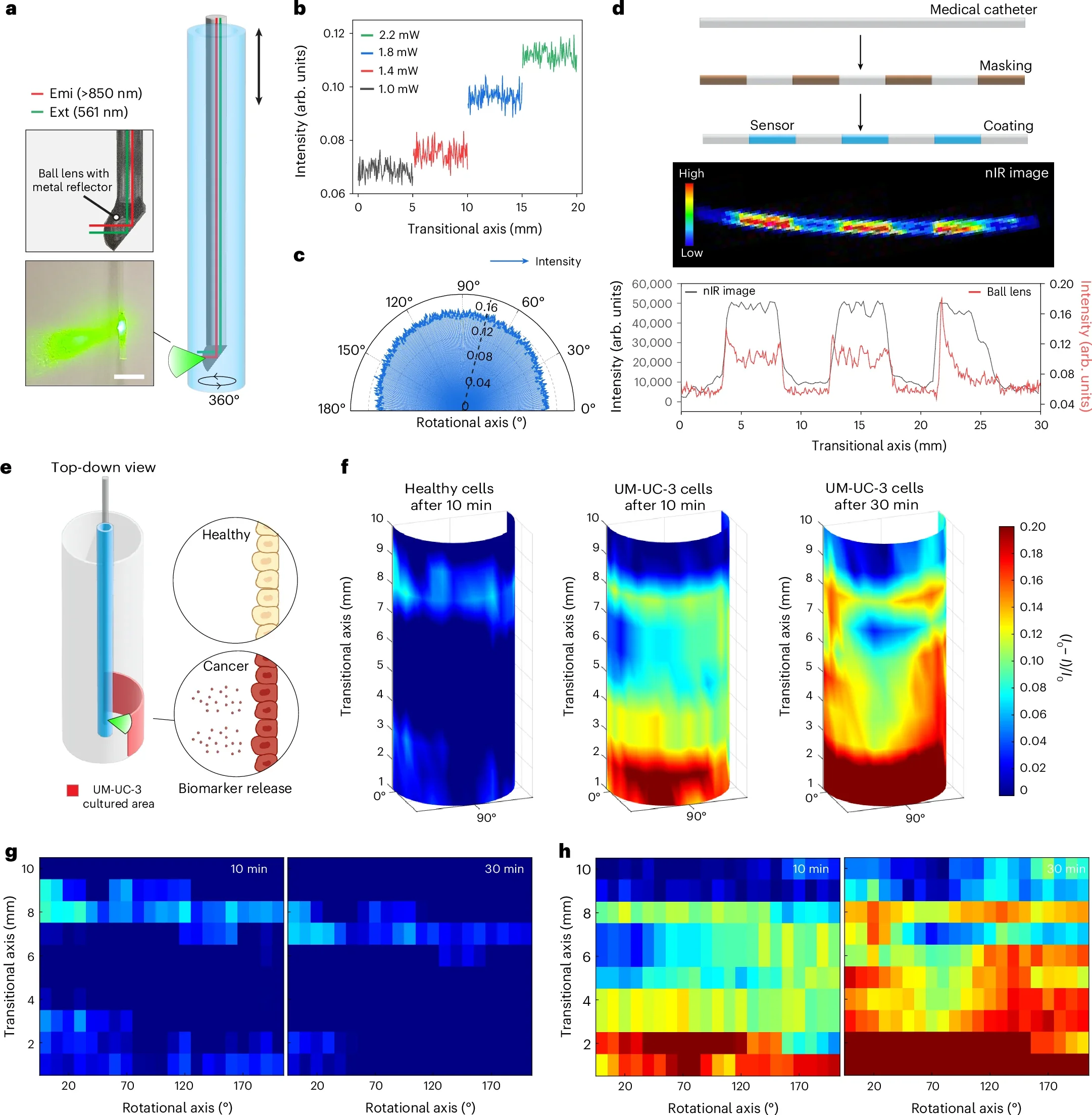 3D chemical efflux imaging of cancer cell apoptosis.